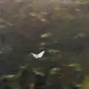 tim.belk - @tim.belk - TikTok