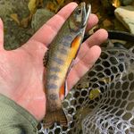 Tim Bingham - @blue_ridge_on_the_fly - Instagram