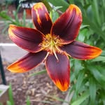Tim Blackwell - @cedarfarmstaunton - Instagram