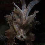 Tim Bliss - @bliss.underwater - Instagram