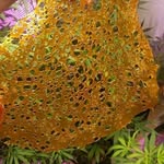 Tim Bolton - @waxfreedabs - Instagram