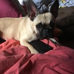 Tim Bolz - @boytimmibolz - Instagram