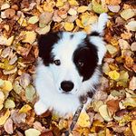 🖤 ᴛɪᴍ & ᴏᴄᴇᴀɴᴇ 🤍 - @tim.border.collie - Instagram