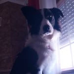 Tim - @tim_the_border_collie - Instagram