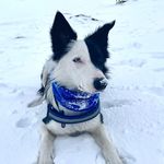 TIM | Border Collie - @tim_border.collie - Instagram