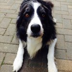 Tim🐶 Border Collie - @tim_wuff - Instagram