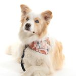 Tim the border collie - @tim_thebordercollie - Instagram