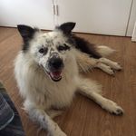 Tim the Border Collie - @timtheborder - Instagram