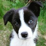 Tim the Border Collie 🐾 - @bordercollietim - Instagram