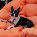 Тима - @tim.bostonterrier - Instagram