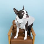 ティム - @tim_bostonterrier23 - Instagram