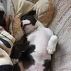 Tim - @tim_my_boston_terier - TikTok