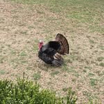 Tim Bowling - @tim8379 - Instagram