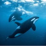 Tim Byrd - @the_scuba_guy_772 - Instagram