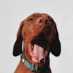 CINO MAGYAR TIM-“Casper” - @casper_the_vizsla - Instagram
