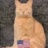 TIM Clifford - @tim.clifford81 - TikTok