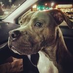 tim combs - @eugene_and_gerald - Instagram