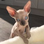 Tim, cornish-rex🤍 - @timcornishrex - Instagram