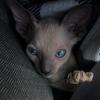 Тим🤍 - @timcornishrex - TikTok