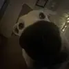 jimothycoyle - @timcoyle31 - TikTok