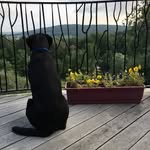 Tim Crowe - @tcfriar - Instagram