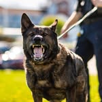 Tim Davis - @officialk9marek - Instagram