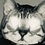 Tim Dunning - @ginga420ninja - Instagram
