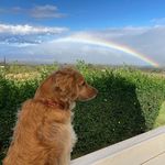 Tim Ellison - @timmaui53 - Instagram