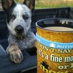Tim Fisk - @timfiskhomestead - Instagram