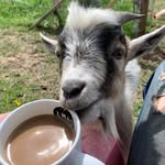 Tim Gillespie - @the_rooted_garden_ - Instagram