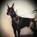 Tim Gillespie - @timgillespie104 - Instagram