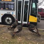 Tim Gillis Jr - @social_napalm_ - Instagram