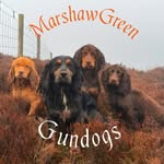 Tim Green - @marshawgreengundogs - Instagram