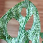 Tim Hack - @monstera_hack_s - Instagram
