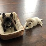 Tim Hallock - @pawsofparsonage - Instagram
