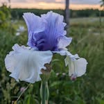 Lindsey and Tim Harmon - @flyingpants_farm_maine - Instagram