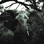 Tim Heath - @timoheath_wild - Instagram