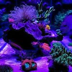 Tim Hicks - @reefdoc66 - Instagram