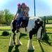 Holladay Livestock - Facebook