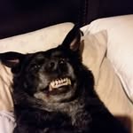 Tim Homan - @jockeyshift54 - Instagram