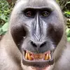 timhowleyhowley - @timhowleyhowley - TikTok