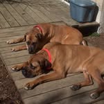 Tim Hub - @boerboelguy - Instagram