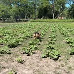 Mauro Lavagno - @lahuertadeltimbo - Instagram