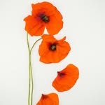 Tim Hull - @timhullphotography - Instagram