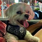 Tim Hung - @timkkhung - Instagram