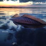 Tim Jones - @tjones_matlacha - Instagram
