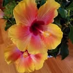 Tim Knoll - @knoll7528 - Instagram