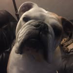 Tim Linz - @yinzlinz - Instagram