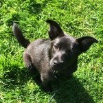 Tim (the Dog) Mackay - @_timstagraham - Instagram