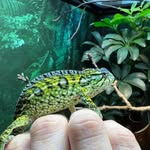 Tim M. - @tim_marks_reptiles - Instagram